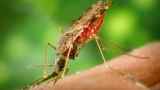 День комара. Как и откуда спешит «жужжащая смерть»

